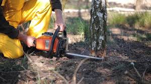 Best Tree Health Inspection  in Semmes, AL