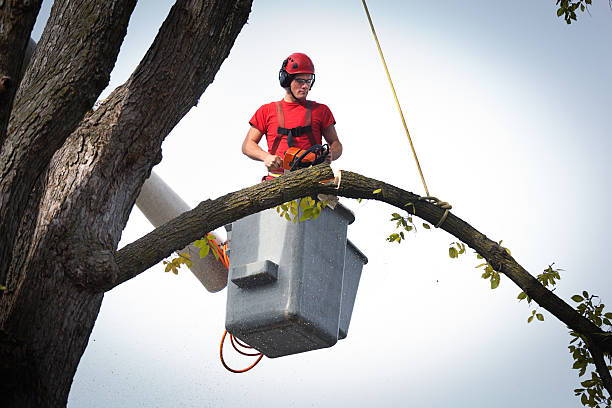 Best Tree and Shrub Care  in Semmes, AL