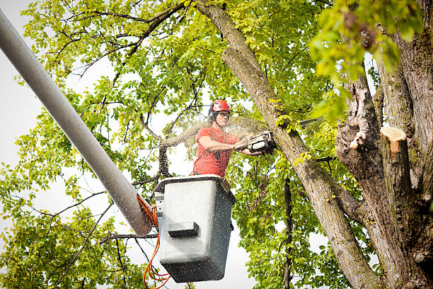  Semmes, AL Tree Removal Pros