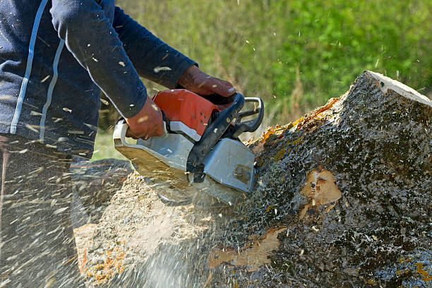 Lawn Grading and Leveling in Semmes, AL