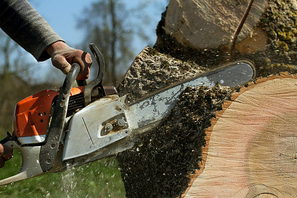 Best Pest Control for Lawns  in Semmes, AL