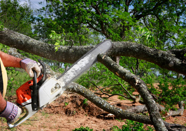 Best Tree Disease Treatment  in Semmes, AL